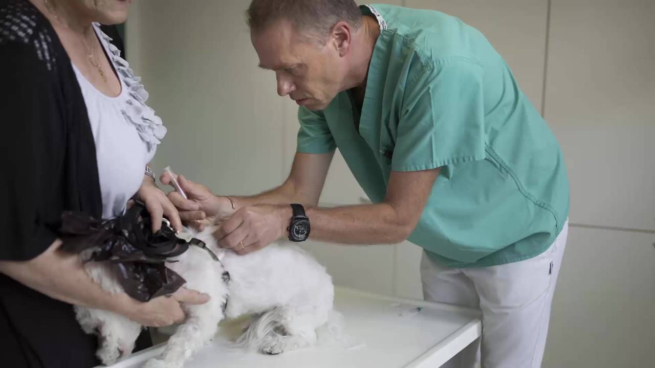 Dr. ter Kuile administrant un soin à un petit chien blanc sur une table d'examen.