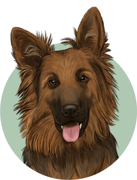 Croquettes chien Gosbi