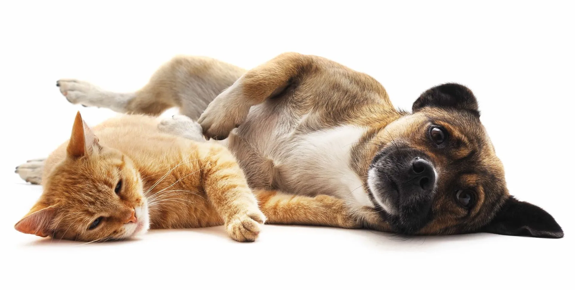 Chat et chien se reposant paisiblement ensemble sur un fond clair